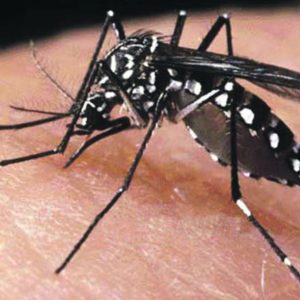 Virus Zika, più di 60 paesi interessati secondo il rapporto OMS