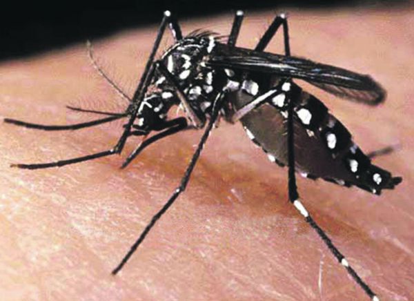 Virus Zika, più di 60 paesi interessati secondo il rapporto OMS