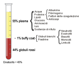 componenti_sangue